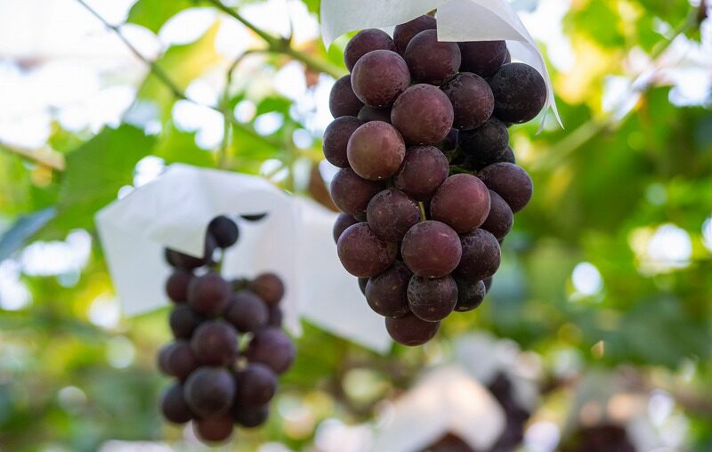 AdobeStock_293505722